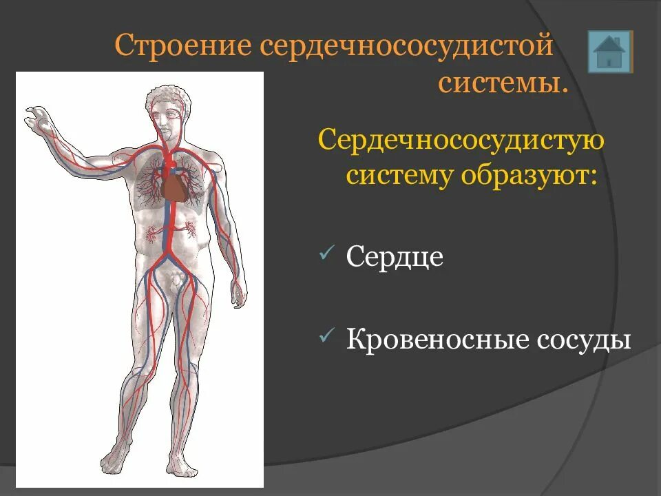 Опишите сердечно сосудистую систему. Презентация на тему сердечно сосудистая система. сердце и кровеносные сосуды образуют. сердечно сосудистая система анатомия презентация. составляющие сердечно-сосудистой системы.