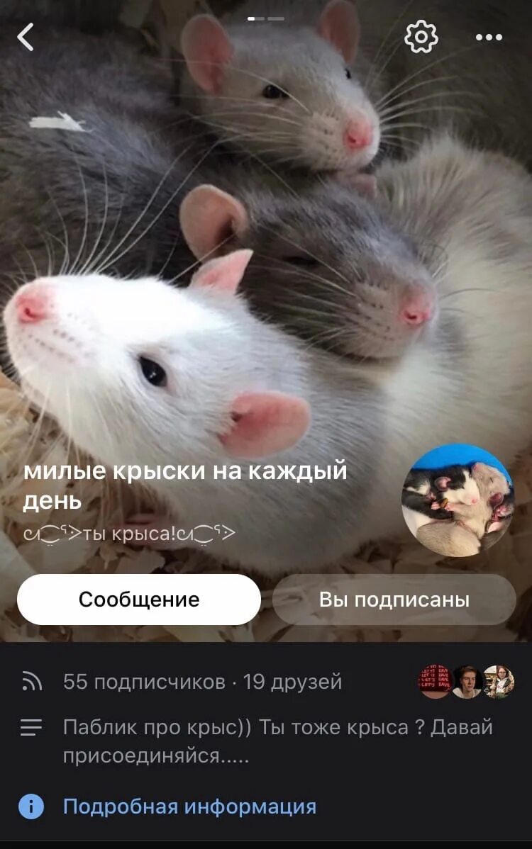 Высказывания про крыс. Крыса в коллективе. Цитаты про мышей. Цитаты про крыс. Крыса фразы.