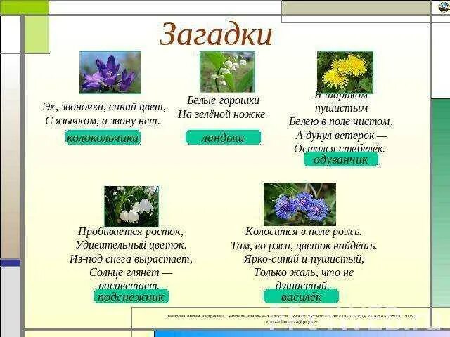 Загадки про растения. Загадки про цветы. Загадки про растения с ответами. Загадки про цветы и растения. Загадка ответ цветы для детей