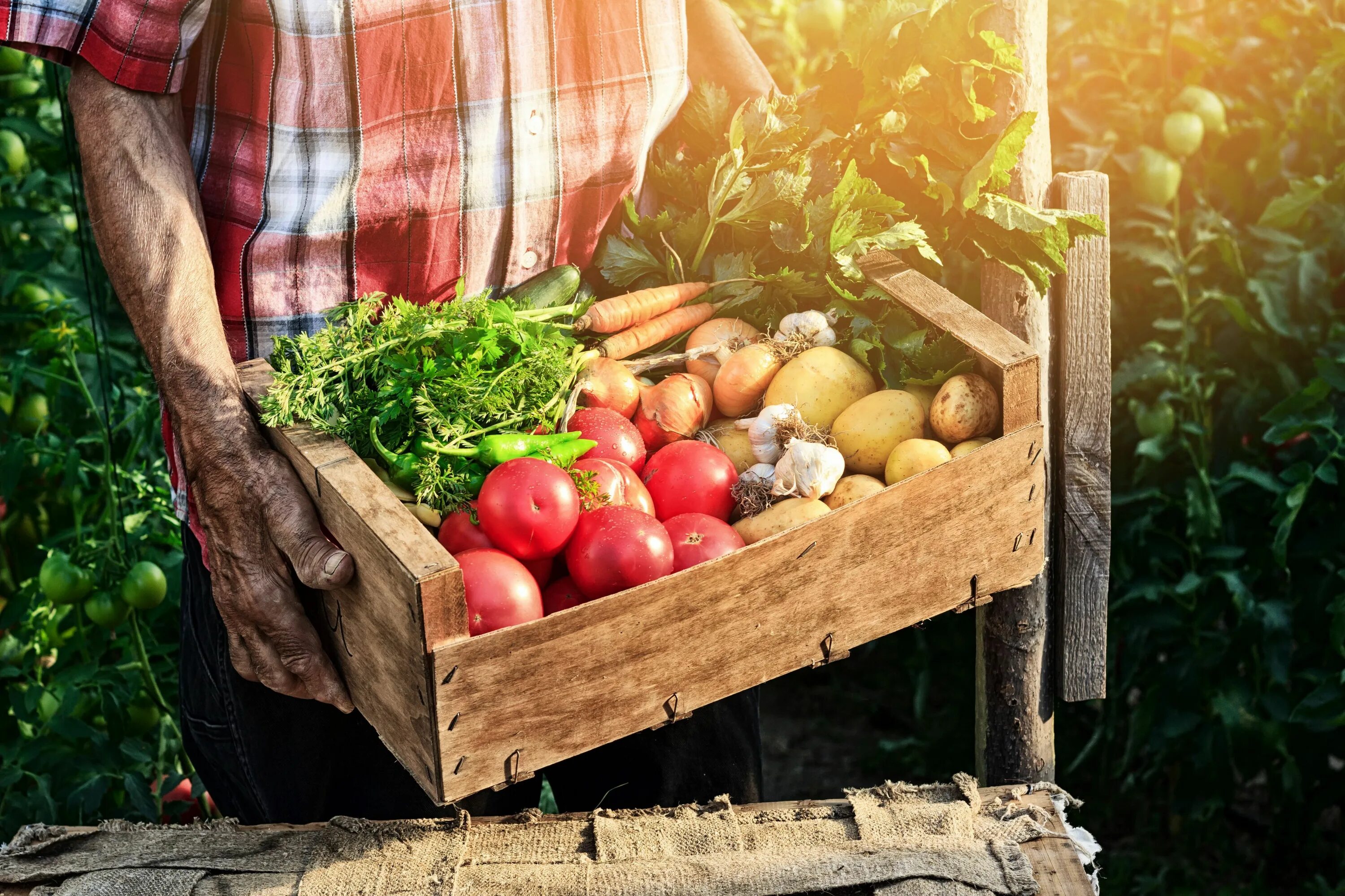 Деревенские овощи. Продукты сельского хозяйства. Органическое сельское хозяйство. Фермер с овощами. Продукты сельскохозяйственного производства