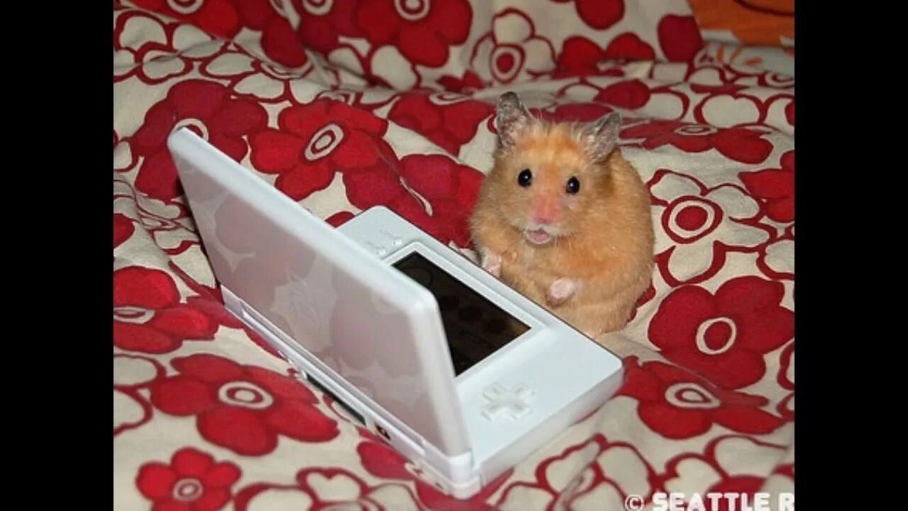 Мышь за компьютером. Крипто хомяк. Mr goxx. Hamster trading. Хомяки на рынке.