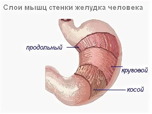 Наличие гладких мышц в стенках желудка. Мышечная оболочка желудка анатомия. Строение стенки желудка анатомия. Слои стенки желудка анатомия. Мышечный слой стенки желудка анатомия.