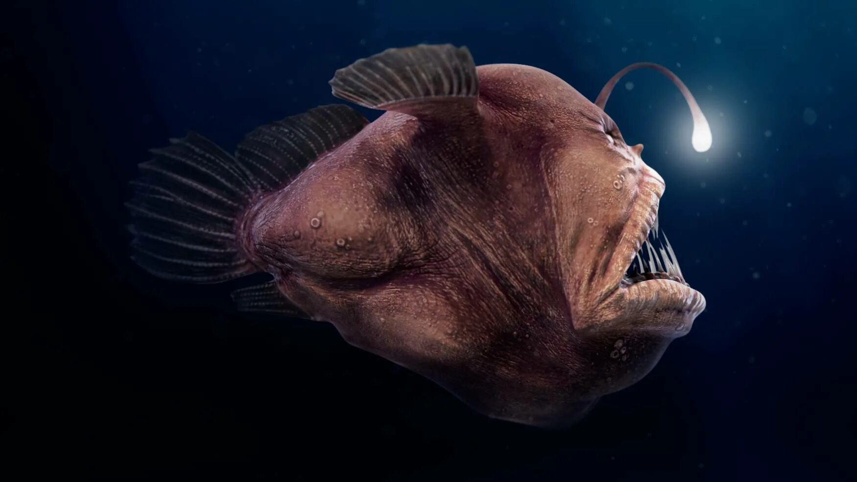 Глубоководные рыбы океанов. Морской черт удильщик. Глубоководная рыба удильщик. Удильщик Эволюция. Рыба удильщик рыба удильщик.