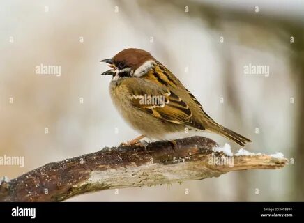 RFHC8891–The. singing Eurasian Tree Sparrow (Passer montanus) perching with...