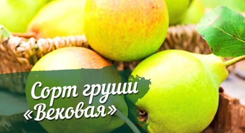 Саженцы груши вековая купить в Москве по цене от 690 рублей