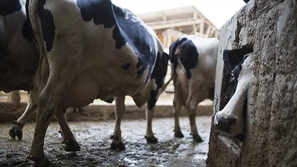 Животноводство в краснодарском крае. Животноводство. Видео 3 скота. Темно серый цвет молока у коровы. 3 скота.