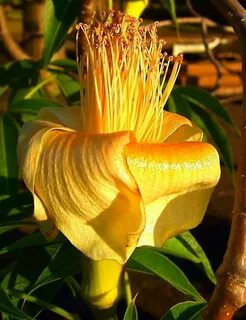 Rare plants