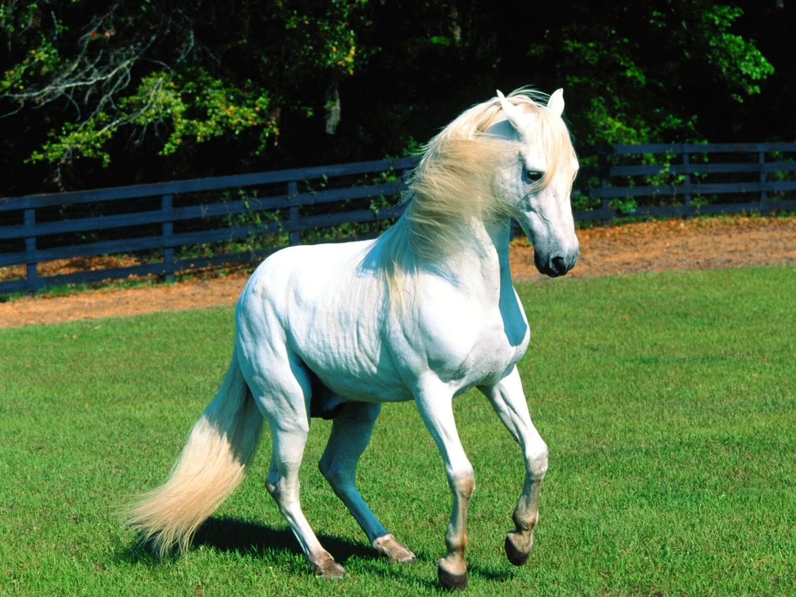 Как выглядит лошадка. Лошади породы Пасо фино. Дольская порода лошадей. Лошадь породы Линус. Андалузская голубая.