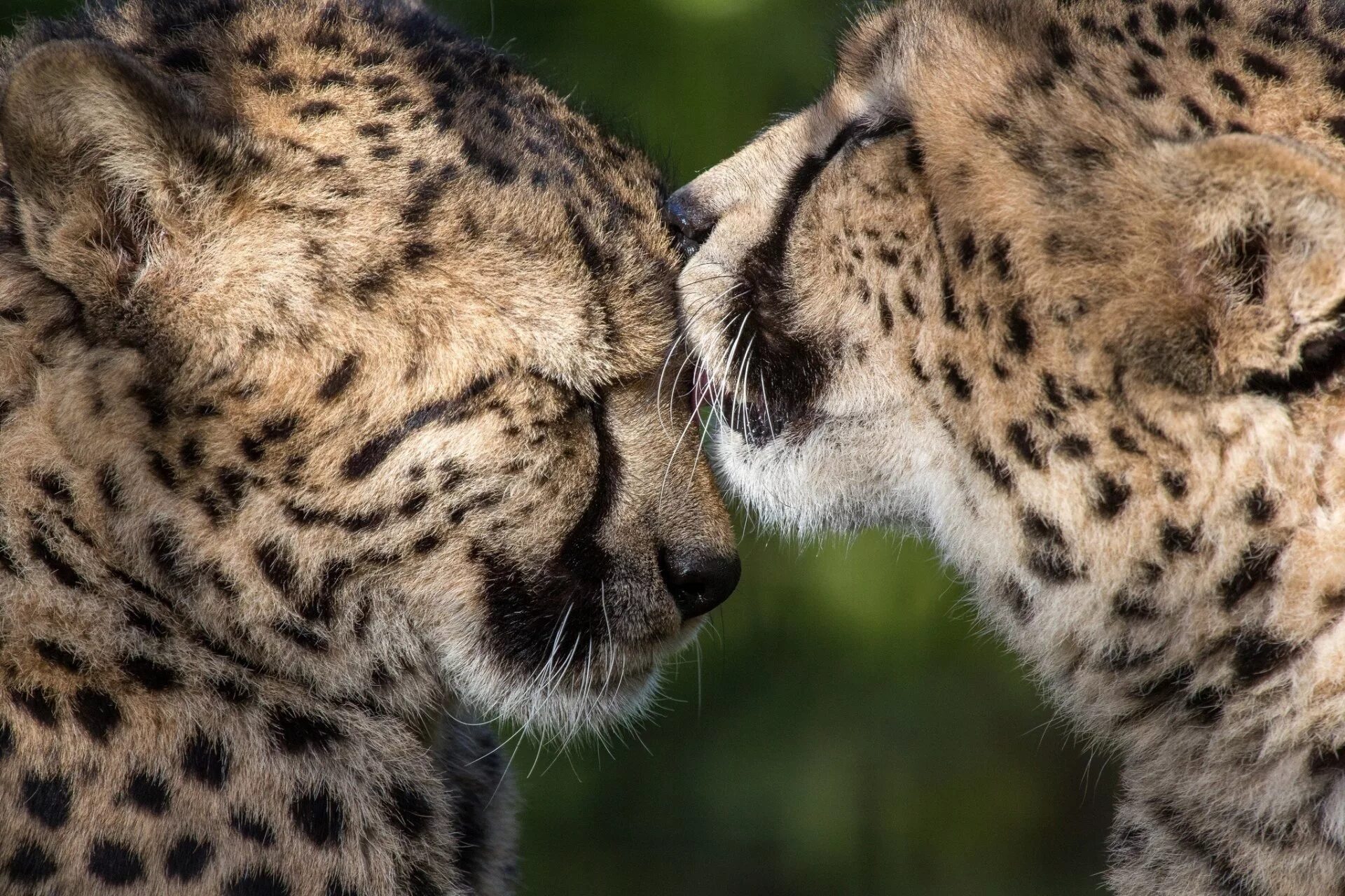 He love animals. Красивые животные. Животные любовь. Фото животных. Животные парочки.