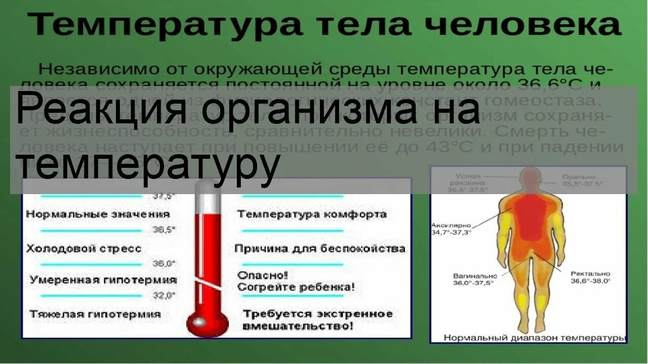 Температура реакция организма. Температура защитная реакция организма. реакция организма на повышение температуры. реакция организма на повышенную температуру. реакция организма на повышение температуры тела.