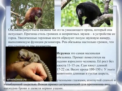 Обезьяна подавилась