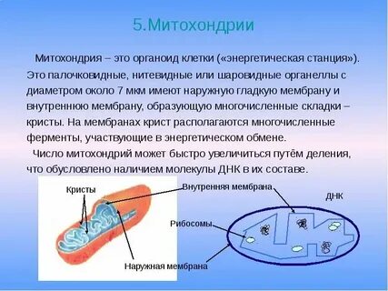 Энергетическими станциями являются