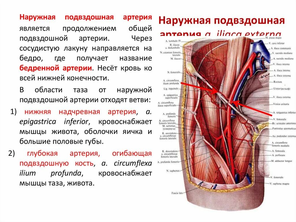 Что такое сосудистые пучки какую. Нижняя брыжеечная Вена анастомозы. Бедренная артерия анатомия человека. Медиальная артерия огибающая бедренную кость. Наружная подвздошная артерия анатомия и топография.