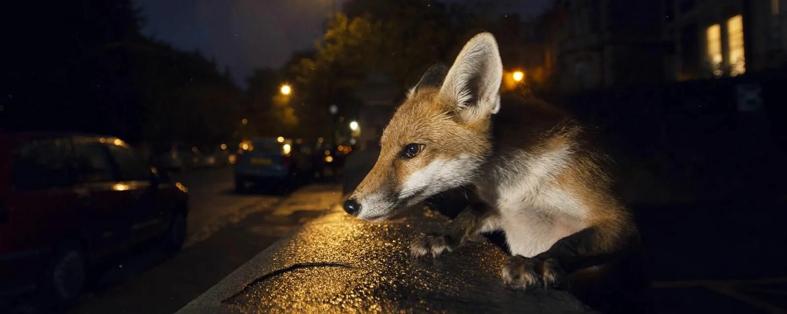Лиса в Лондоне. Лисы на улицах Лондона. Лисицы в Великобритании. Грустная лиса. Take fox