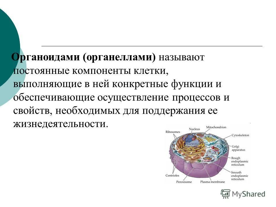 Пин на доске Здоровье Биология, Углубленное изучение биологии, Уроки биологии