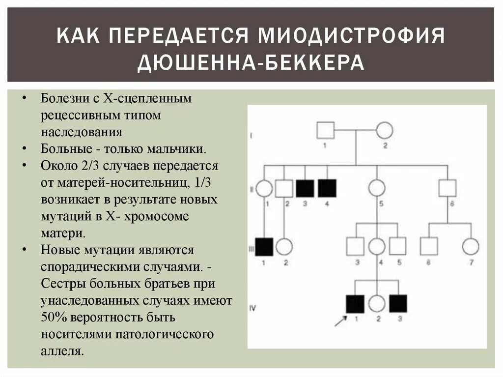 Миопатия беккера. Миодистрофия Дюшенна Тип наследования. Миопатия Дюшенна Тип наследования. Тип наследования при миопатии Дюшенна:. Тип наследования прогрессирующей мышечной дистрофии Дюшенна.