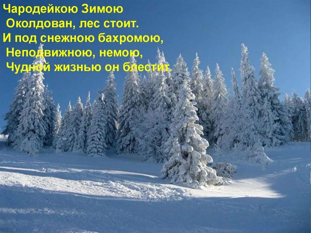 Тютчев Чародейкою зимой. Черодецккю зимой оклдован лес. Чарлдейка зима окадловпн лес. Под снежной бахромою неподвижною немою