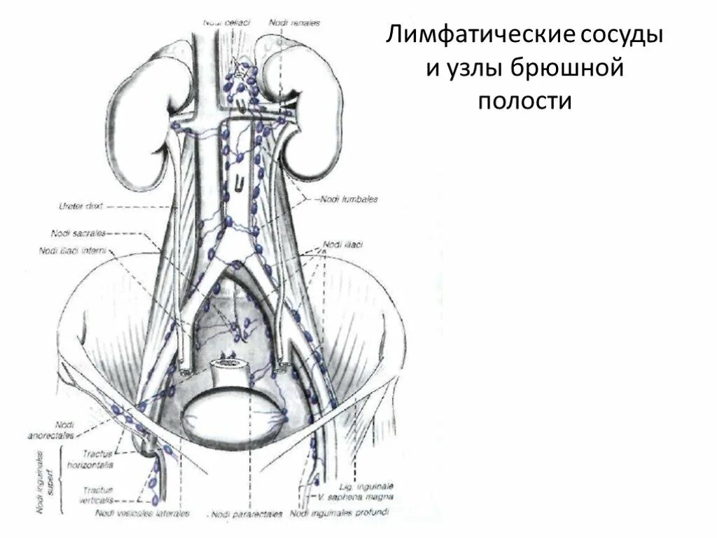 лимфатические сосуды полостей. грудной лимфатический проток неттер. лимфатическая система грудной полости. висцеральные лимфатические узлы грудной полости. лимфатические сосуды полостей.