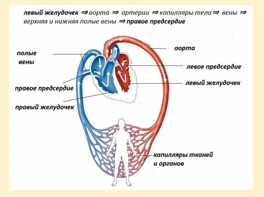 Малый круг кровообращения заканчивается в предсердии. Малый и большой круг кровообращения человека схема. схема малого круга кровообращения у человека. хема малого и большого круга кровообращения. малый и большой круг кровообращения человека схема малый и большой.