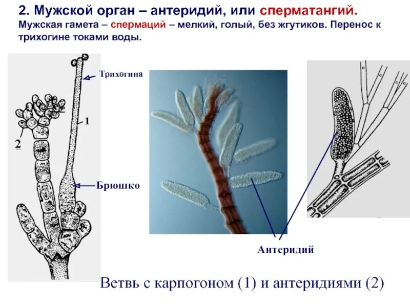 Мужская гамета. Карпогон красных водорослей. Антеридии красных водорослей. Строение карпогона красных водорослей. Красные водоросли строение и размножение.