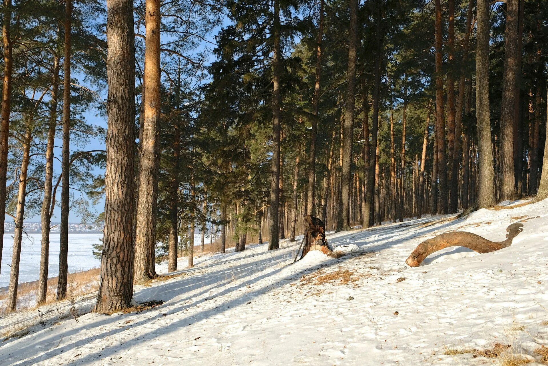 Погода сосновый бор амурская. Чернолучье Сосновый Бор. Чернолучье Сосновый Бор зимний. Сосновый Бор Алексин лес. Сосновый Бор Алексин.