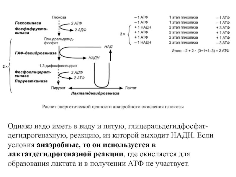 Анаэробное окисление атф. Образование лактата из пирувата. Схема окисления лактата. Схема образования и окисления лактата. Реакция окисления лактата.