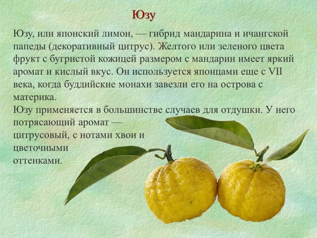 Юзу фрукт. Японский лимон Юзу. Гибрид лимона, фрукт. Цитрусовые сорта и гибриды. Bois yuzu