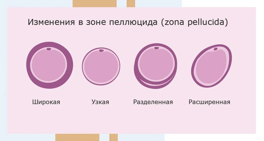 Развитие эмбриона по неделям после эко. Как развивается эмбрион по дням после зачатия. Момент зачатия по дням. Рост яйцеклетки по дням см. Этапы эко по дням