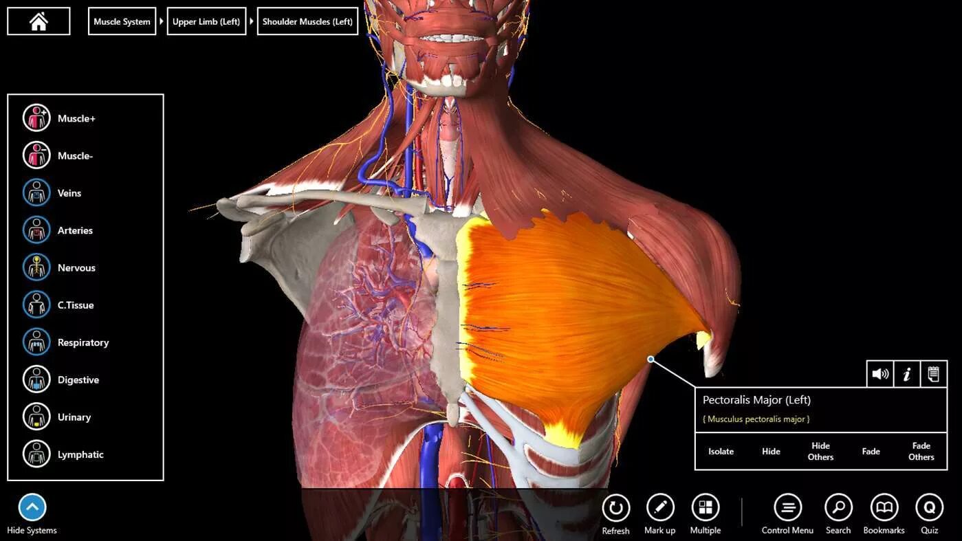 3d атлас анатомии человека мышцы. Anatomy Learning 3d анатомический. 3д атлас Anatomy Learning. Программа анатомия человека 3d.