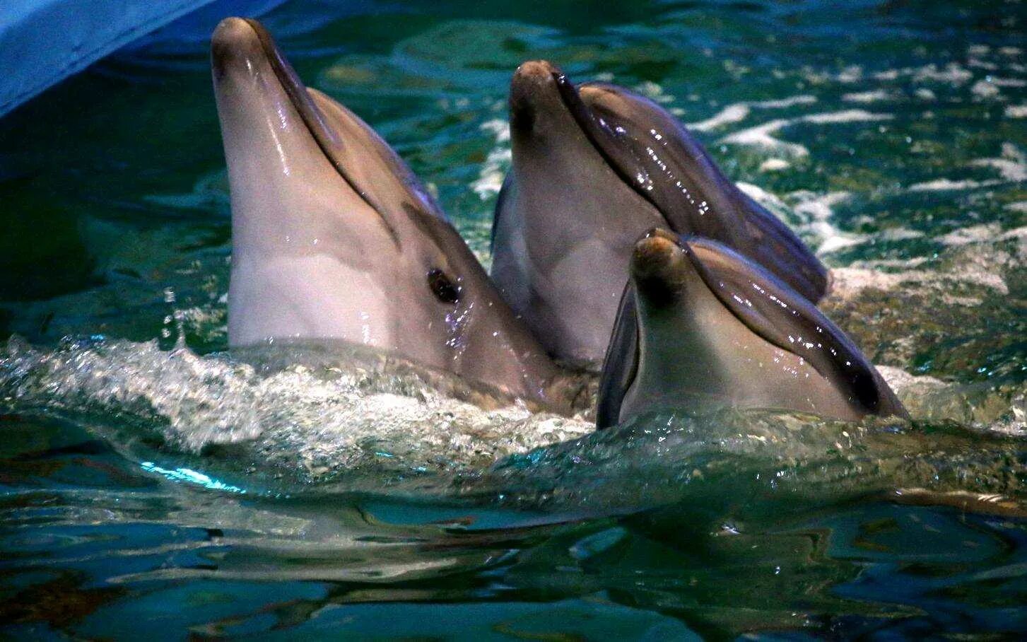 Дельфин издает звуки. Дельфин-Афалина. Дельфин белобочка. Дельфин Афалина в дельфинарии. Черноморская Афалина.