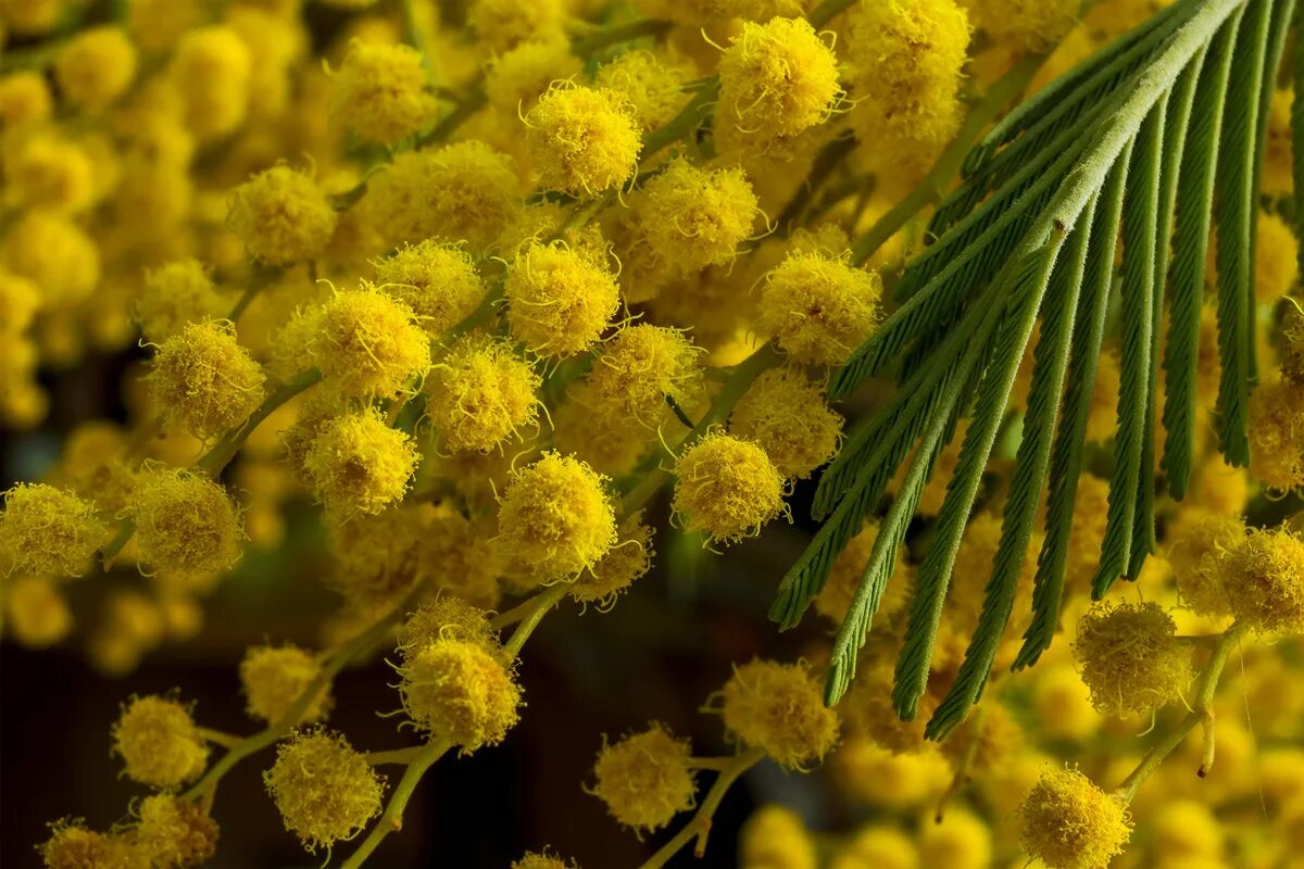 Мимоза бобовые. Японская мимоза. Мимоза желтая цветок. Мимоза цветок. Желтые цветы весной мимоза.