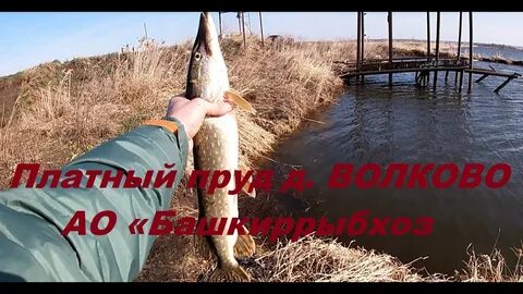 Рыбалка в башкирии запрет 2024