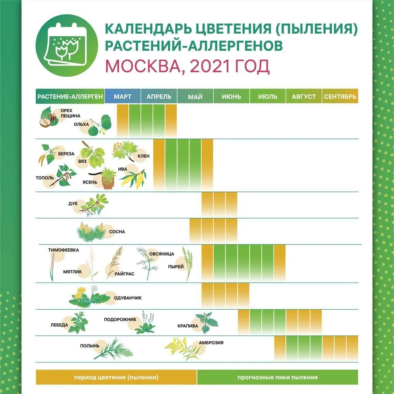 График цветения березы