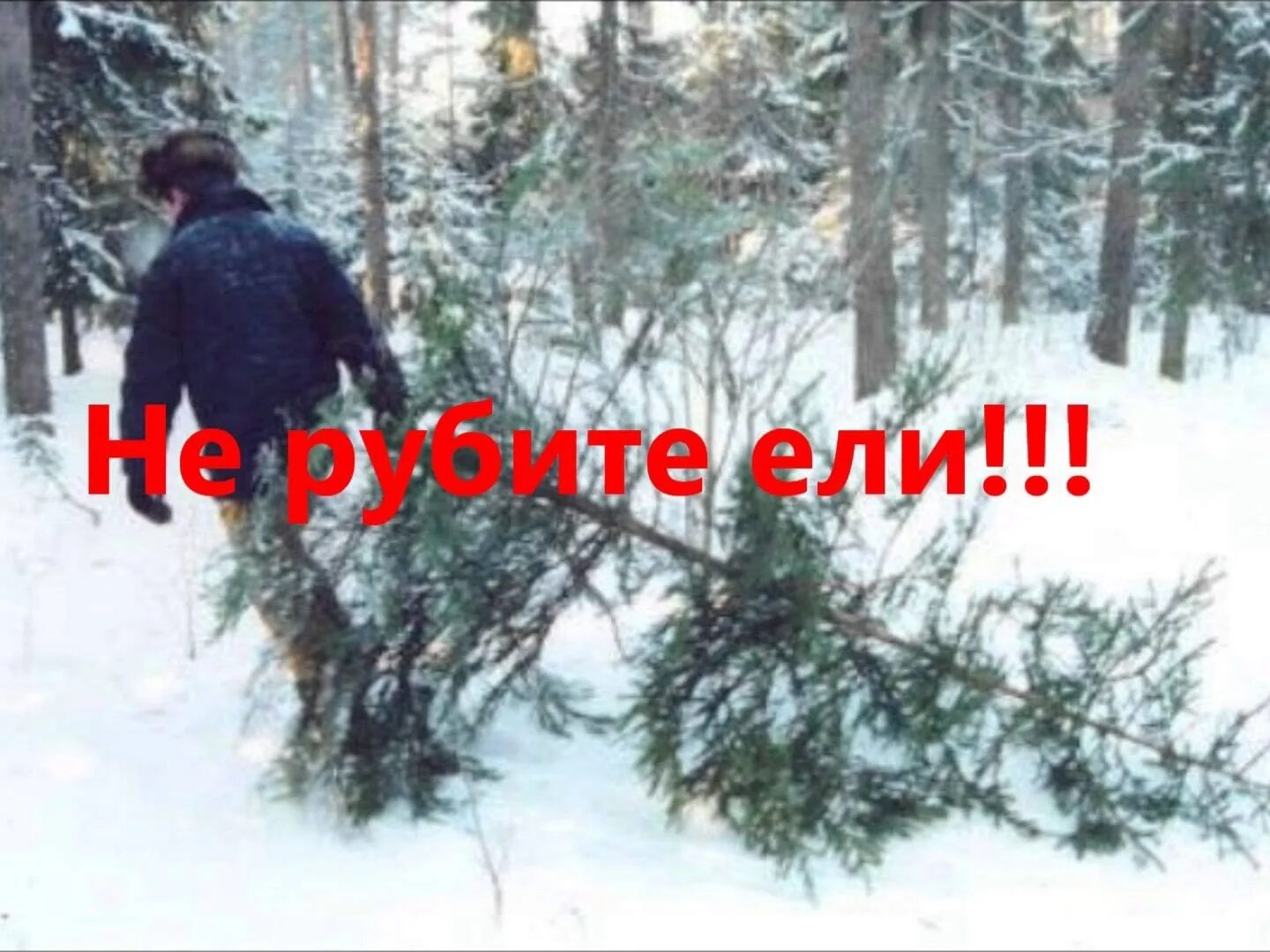 Срубленная ель. Елка в лесничестве. Плантации новогодних елей. Посадка елочек. Ёлка не наряженная в лесу.