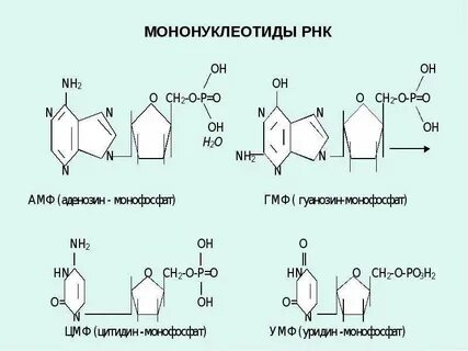 Мононуклеотид это