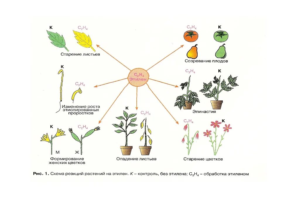 Влияние этилена на растения. Этилен гормон растений. Фитогормоны растений. Фитогормоны растений схема. Этилен созревание