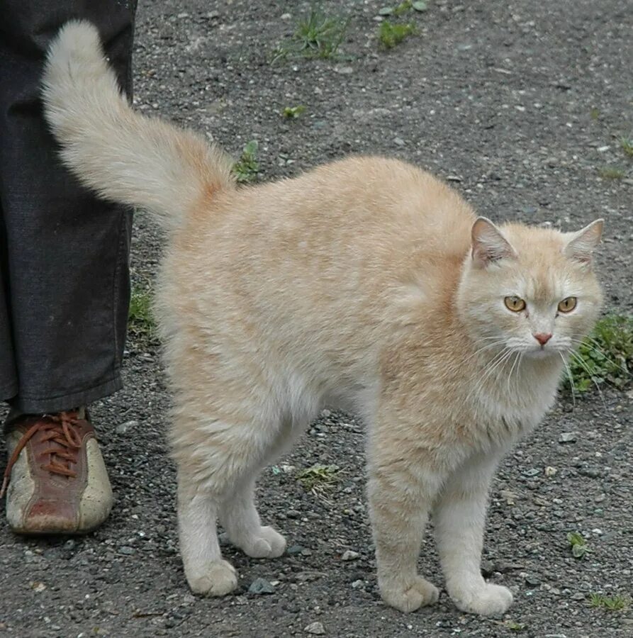 Какие коты метят территорию в квартире. Кот метит. кот помечает территорию. коты метят. пометить территорию.