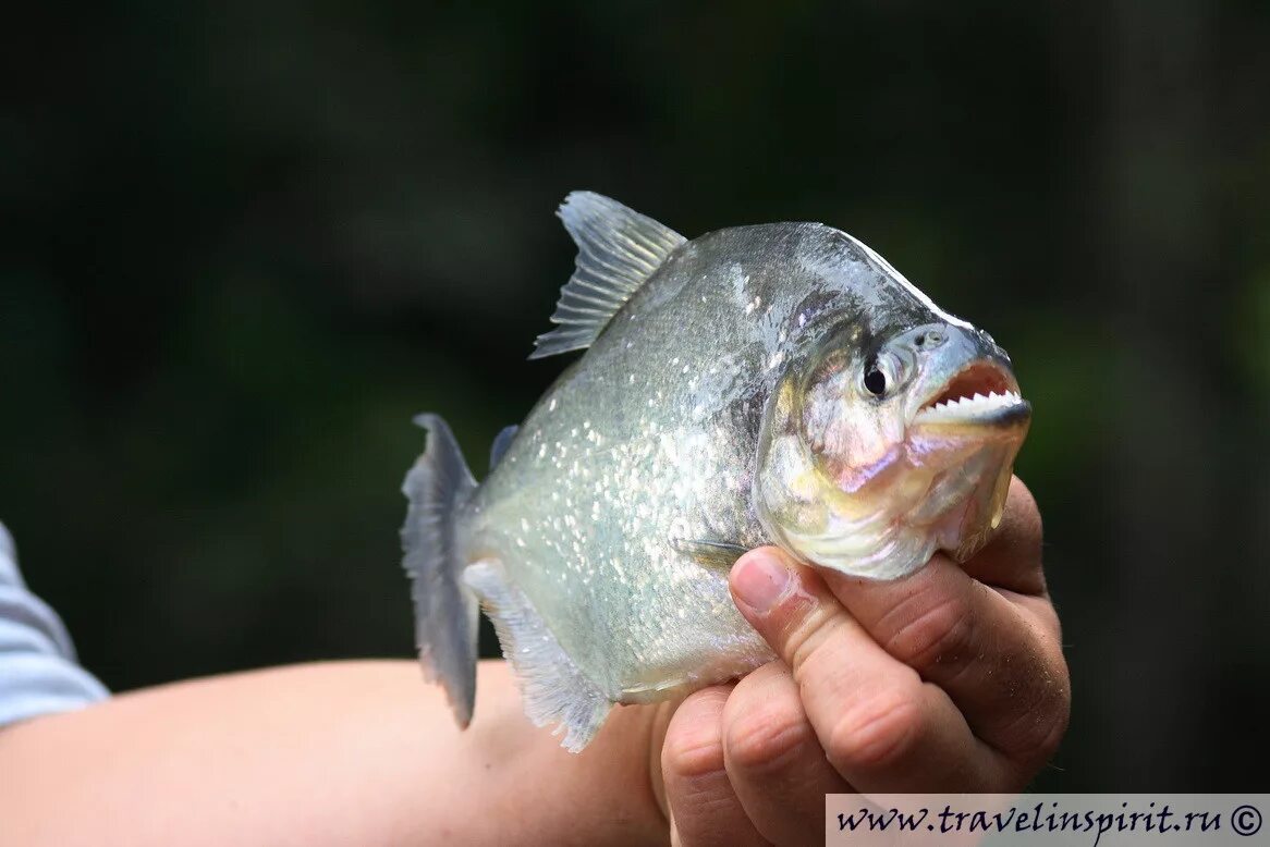аквариумная рыбка пиранья наттерера. пиранья наттерера. бурый паку пиранья. самые интересные факты о пираньях. пираньи в аквариуме.