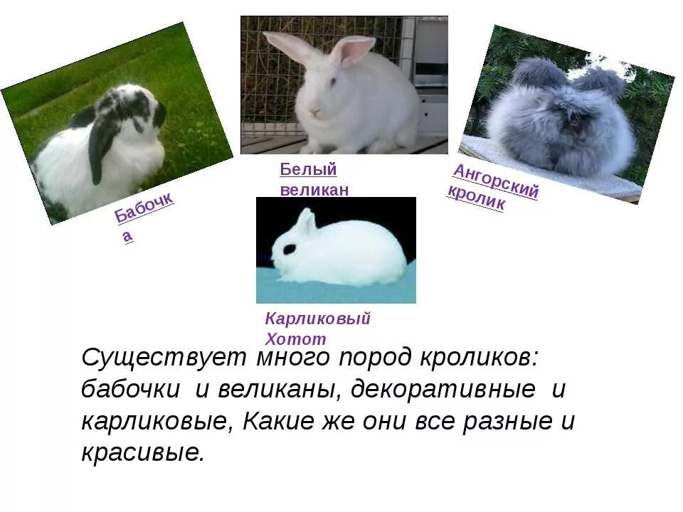 К какому классу относится кролик. Породы домашних кроликов 2 класс. Презентация на тему кролики. Домашний кролик информация. Сообщение о кролике.