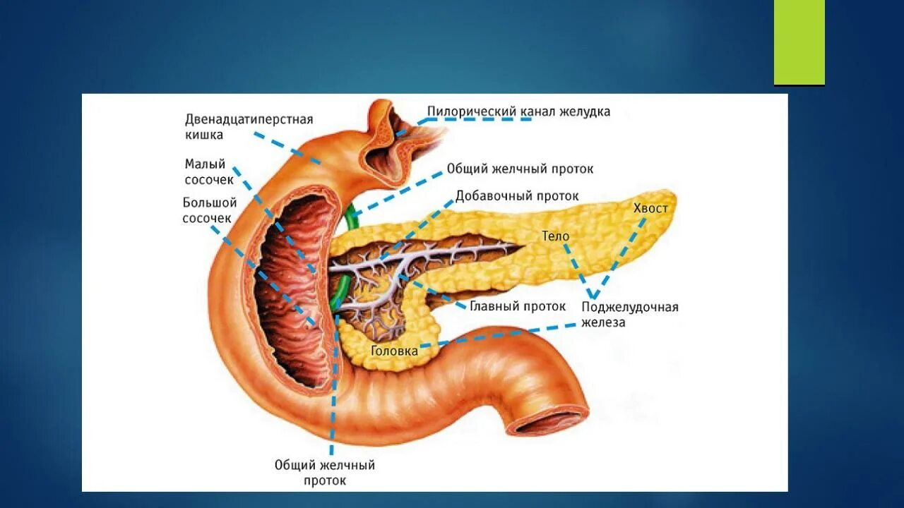 Двенадцатиперстная кишка биология 8 класс. Поджелудочная железа анатомия атлас. Строение поджелудочной железы анатомия. Вирсунгов проток анатомия. Санториниев проток поджелудочной железы.