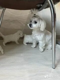 Авито щенок болонка
