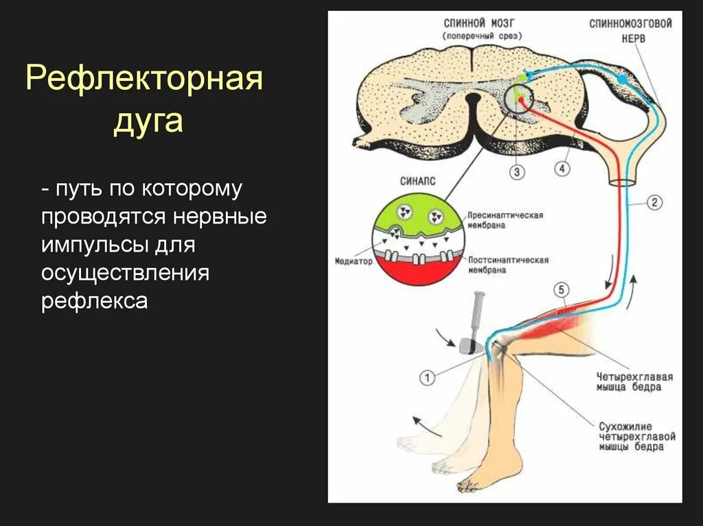 Нервные импульсы при осуществлении рефлекса. Нервный Импульс в рефлекторной дуге. Рефлекторная дуга путь импульса. Путь нервного импульса по рефлекторной дуге. Путь рефлекторной дуги.