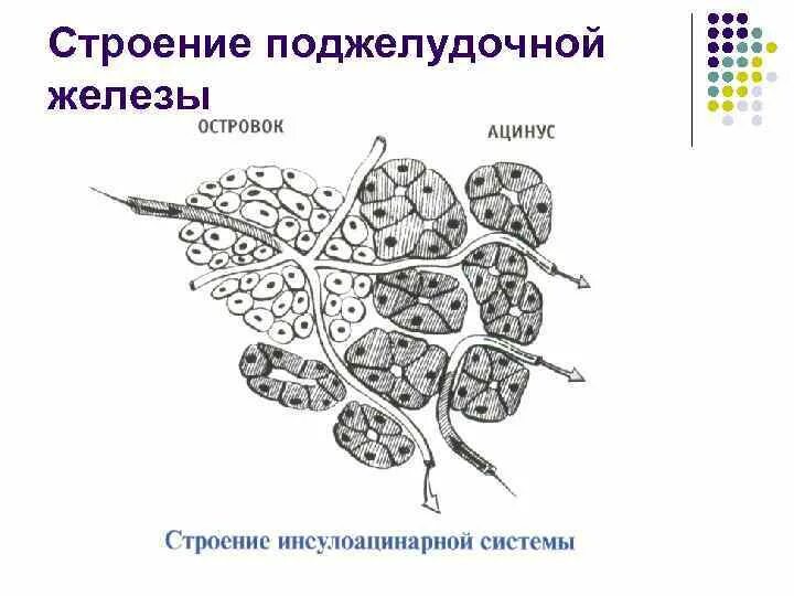 Структурные изменения поджелудочной. Схема строения поджелудочной железы. Ацинус поджелудочной железы строение. Схема строения панкреатического островка гистология. Микроскопическое строение поджелудочной железы.