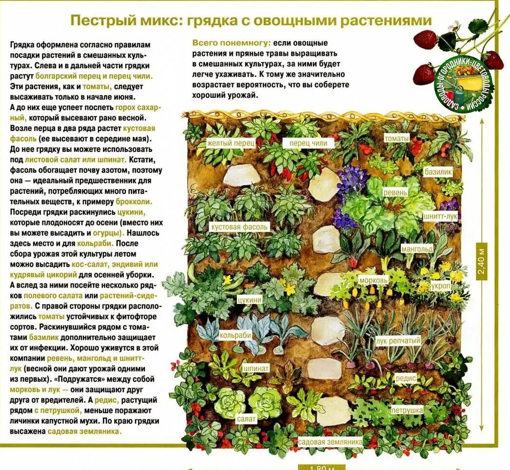 Овощи в огороде список. Соседство в огороде овощей на грядках схема. Соседство овощей и зелени на грядках таблица. Совместная посадка овощей на одной грядке таблица. Смешанные посадки овощей на грядке схемы.