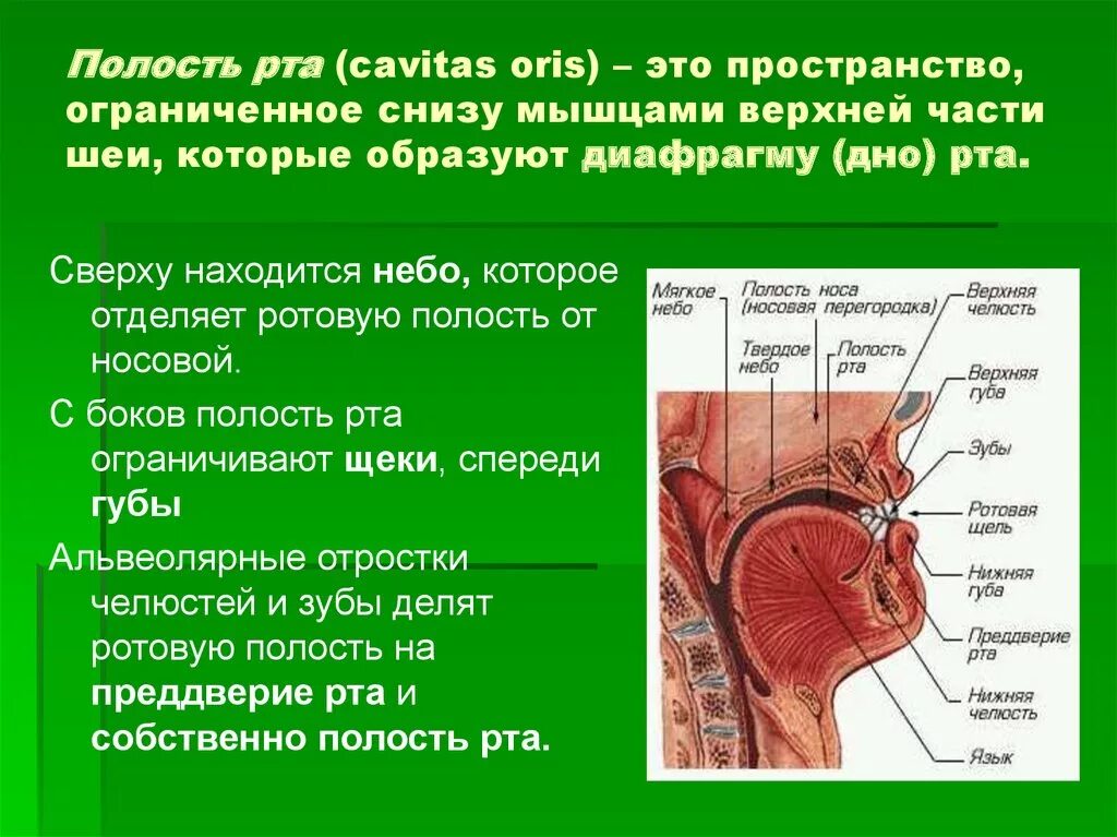 Полость рта представлена. Диафрагма полости рта анатомия. Строение мышц ротовой полости.