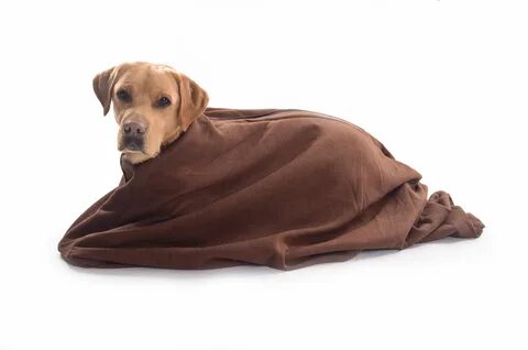Doggybag