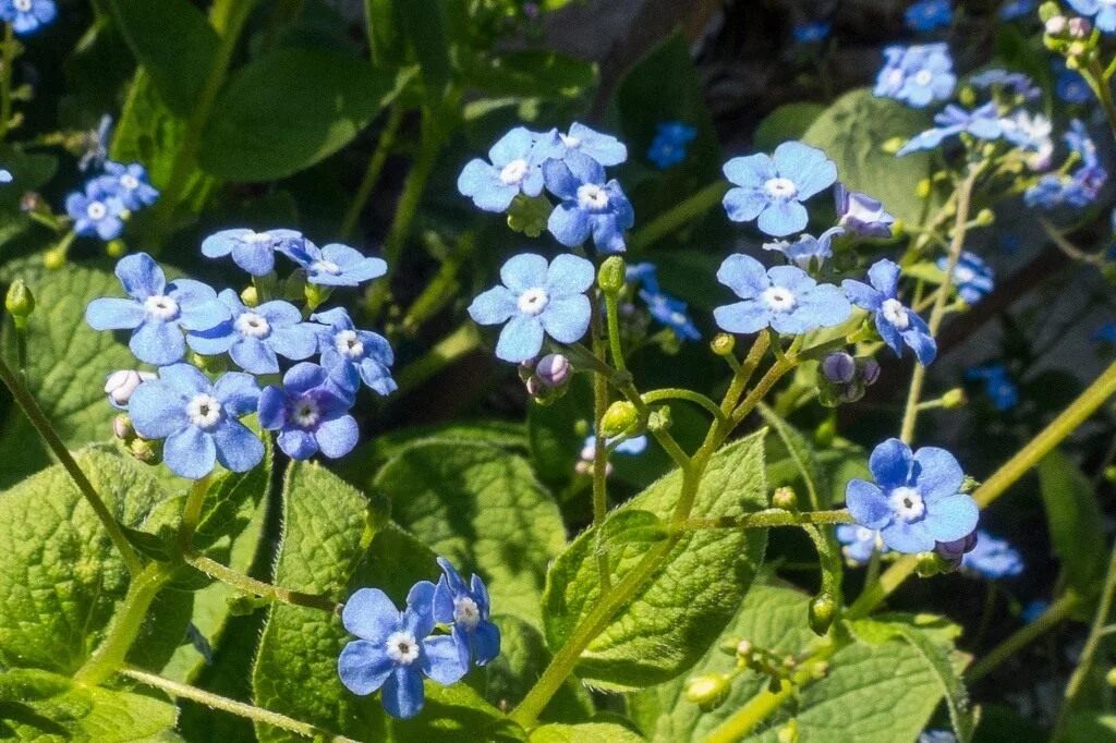 Незабудка посадка. Бруннера крупнолистная. Бруннера крупнолистная (Brunnera macrophylla). Незабудка Садовая Бруннера крупнолистная. Кавказская Незабудка Бруннера.