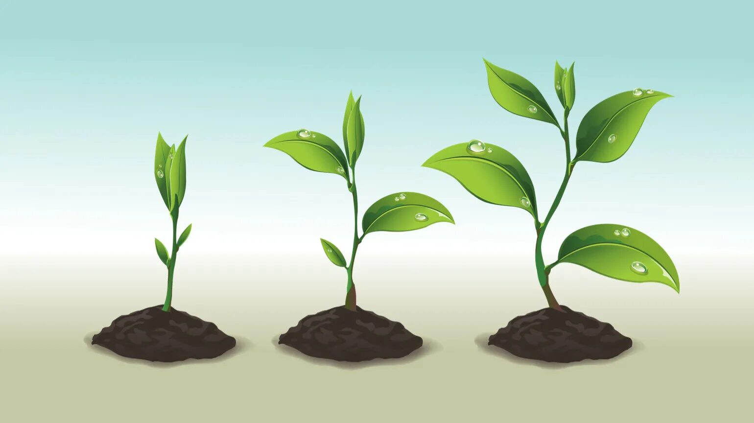 Признаки описывающие рост растения. Рост растений. Процесс роста растений. Рост цветка. Процесс роста цветка.