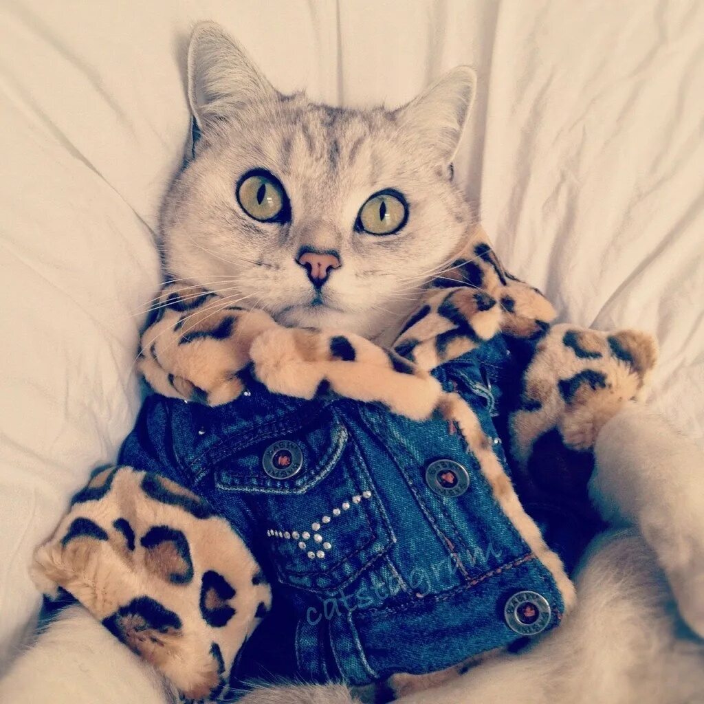 Кот одет. Милые котики в одежде. котята в одежде. милый котик в одежде. милые котята в одежде.