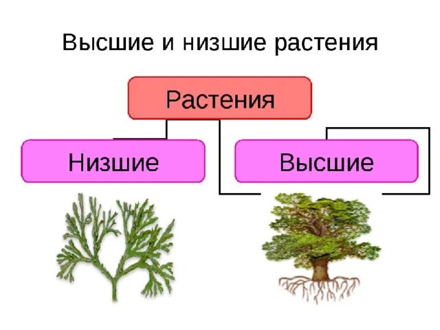 Высшие растения примеры названия. Высшие и низшие растения. Нисшиеи вясшие растения. Различия высших и низших растений. Строение высших и низших растений.